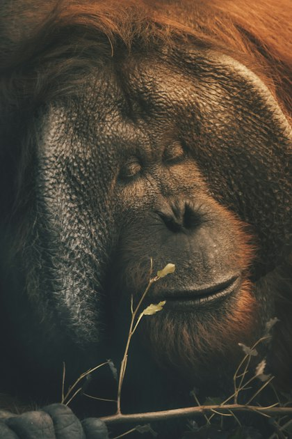 Orangutan Sightings: A Unique Experience