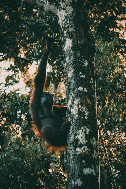 Cultural Insights: The People of Bukit Lawang