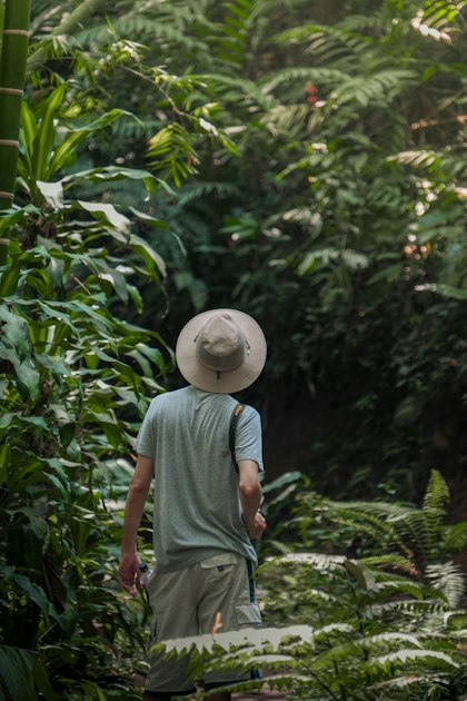 Exploring the Jungle: A Trekking Guide